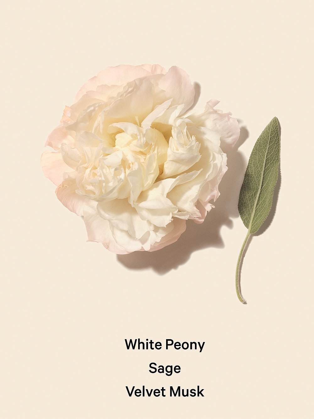 Victoria's Secret, Fine Fragrance Tease Candy Noir Fine Fragrance Lotion, Bombshell Seduction, onModelBack, 2 of 3