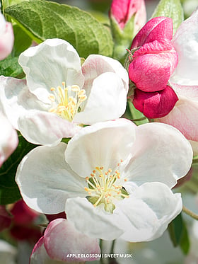 Bring Backs Fragrance Mist
