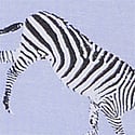 Blue Crescent Zebras