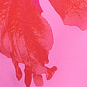 Pink Hibiscus
