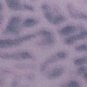 Tinted Lilac Leopard