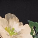 LIZ FLORAL