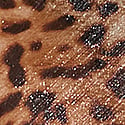 Shimmer Leopard