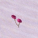 Purple Whisper Stripe Cherry Print