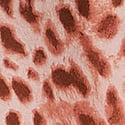 Angel Pink Leopard