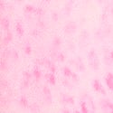 Pink Leopard