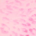 Pink Leopard