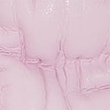 Pink Tulip