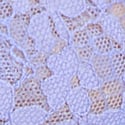 Periwinkle