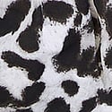 Snow Leopard