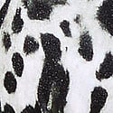 Snow Leopard