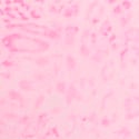 Pink Leopard