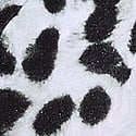 Snow Leopard