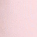 Pink Tulip