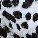 Snow Leopard