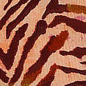 Brown Zebra
