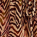 Brown Zebra