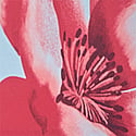 Corallo Floral
