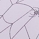 Purple Whisper Webs