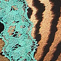 Tiger Stripes