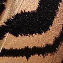 Tiger Stripe