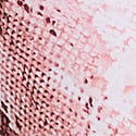 Snake Print Wild Rose Waistband