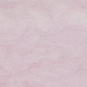 Pink Tulip