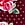 Floral Stretch Cotton High-Leg Scoop Thong Panty