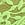 Green Lace Cheeky Panty in Lace
