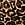 Print Lace Low-Rise Boyshort in Lace