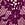 Purple Lace Thong Panty