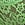 Green Lace Itsy V String Panty