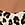 Print 5-Pack No-Show Thong Panties
