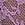 Purple Lace-Trim Thong Panty in Lace Trim
