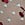 Blue PINK Wink™ V-String Panty in Cherry Cherie Embroidery